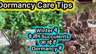 Winter में dormancy में जाने वाले सक्यूलेंट्स  How to Care for Jade and Finger Plants in Dormancy [upl. by Dyanne]