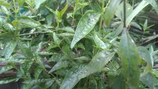 serpentina plants anti cancer rtmendiola yaboicoach itsastakesything welmixTV [upl. by Sonitnatsok239]