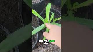 ¡Aprende a Cultivar Cilantro Ancho Rápido y Fácil cuidadodeplantas jardinencasa plantas [upl. by Assed]