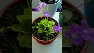 pinguicula butterworts carnivorousplants plants icesworld viralvideo subscribe shortviral [upl. by Wexler185]