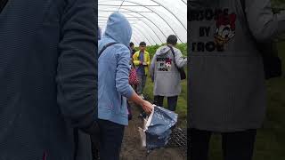 🍓 Strawberry Farm Warrington 🍓 travelvlog travel strawberry [upl. by Terraj]