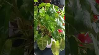 Philodendron plants gardening [upl. by Titus]