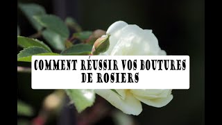 Comment réussir vos BOUTURES de ROSIERS [upl. by Cassandry]