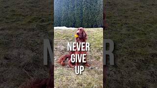 Best Dog Motivation Video Ever irishsetter motivation dogs [upl. by Ariam]