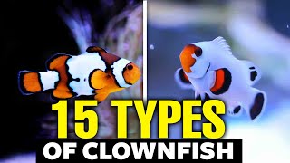 The 15 Most Beautiful Types of Clownfish [upl. by Reyem514]