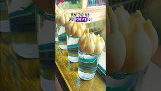 Grow SingleBulb Garlic at Home with This Easy Technique curiosity plant farming garlic [upl. by Raynold]