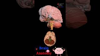 BRAIN ANATOMY 🧠 STRUCTURES DISSECTION 🤯 MEDICAL ARTS 🎥SHORTS [upl. by Oirromed911]