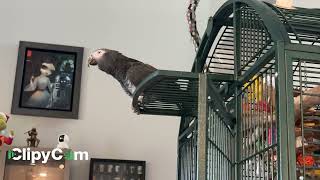 Merlin African grey timneh parrot feeling chatty today [upl. by Ado729]