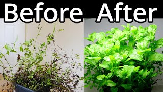 How To Restore A Mint Plant [upl. by Bakerman]