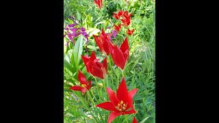 Head Gardener Asa talks about Tulipa sprengeri [upl. by Ylime]