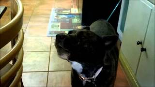 Our kelpie mix howling will get your dog howling too [upl. by Ev147]