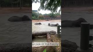 A family of elephants swimming in the rain at Houston Zoo [upl. by Karb]