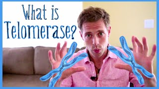 What Is Telomerase amp What Does It Do [upl. by Catherina899]