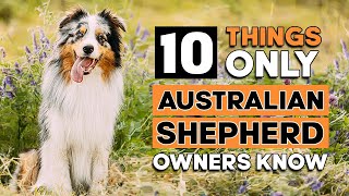 10 Things Only Australian Shepherd Owners Understand [upl. by Lemuel649]