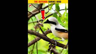 The Butcher Shrike Bird 😱facts Mind shorts birds [upl. by Lowndes]