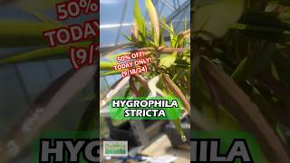 🚨50 OFF 🚨 Hygrophila Stricta Red Stem UNIQUE Plant TODAY ONLY 91824 [upl. by Eelyac966]