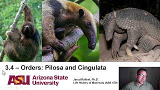 Lecture 34Orders Pilosa and Cingulata [upl. by Meenen]