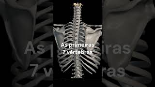 Cervicalgia  vértebras afetadas cervicalgia colunavertebral vértebra cervical [upl. by Ydnahs]