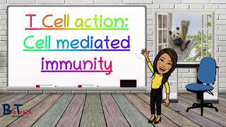 Cell mediated immunityT cell Action A level Biology  BioTeach [upl. by Wilonah]