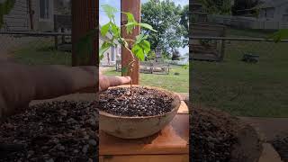 Free ginkgo bonsai [upl. by Idurt115]