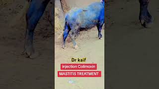 Mastitis treatment in buffalo youtubeshorts animalfarming cow VetRamiAwwad VeteRNine [upl. by Ned]