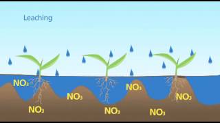 Nitrogen Leaching [upl. by Ennaehr603]