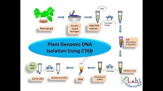 Plant Genomic DNA isolation using CTAB [upl. by Nwahsaj287]