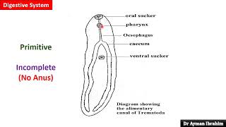 Para lec 2General Characters of Trematodes 309 kasr DrAyman 2025 [upl. by Eelannej523]