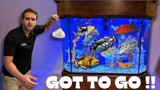 TRANSFERRING MY AGGRESSIVE SALTWATER FISH TO THEIR NEW AQUARIUM [upl. by Cohbath]