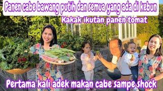 PANEN CABE BAWANG PUTIH DAN SEMUA YANG ADA DI KEBUN  PERTAMA KALI ADEK MAKAN CABE SAMPE SHOCK [upl. by Eynaffit]