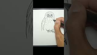 How to Draw Morepork Owl shorts [upl. by Enomed]