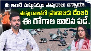 PigeonRelated Diseases Pigeon droppings can lead to severe lung issues  Dr Anudeep  Sakshi Life [upl. by Annadroj]