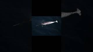 Narwhal  Descriptions and Facts shorts [upl. by Eiresed]