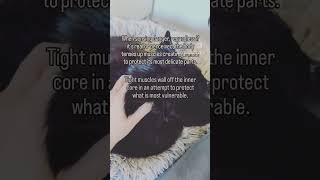 Creating Healing Space  Animal Massage [upl. by Ayahs800]