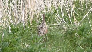 sound of the rare corncrake sighting Tiree 2013 [upl. by Tillio]