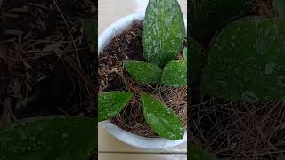 plantupdate hoyalover hoya hoyas propagation propagate [upl. by Acnalb713]