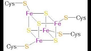 Bioinorganic Chemistry Class 8 Ferredoxin [upl. by Jenkel219]