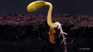 Root Growth Timelapse  Soil Cross Section [upl. by Atyekram]