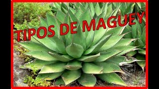 Tipos de magueyagave y sus nombres  PLANTAS MEDICINALES [upl. by Anilejna]