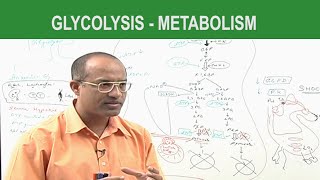 Glycolysis  Metabolism  Dr Najeeb [upl. by Yoreel]