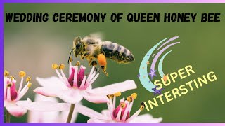 The Nuptial Flight of Honey Bee [upl. by Edieh]