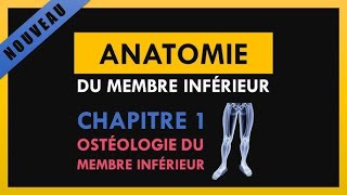 Anatomie Du Membre Inférieur  Ostéologie du membre inférieur [upl. by Karney59]