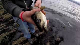 LRF  BIG Pollock Fishing  Loch Long  Scotland [upl. by Leber237]