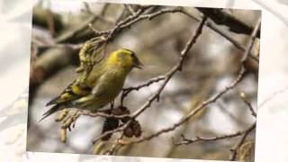 Canto del lugano o carduelis spinus [upl. by Nosrej]