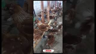 Lohman Brown Hen For Sale  Pure  rashidhussainso6pf [upl. by Srevart]