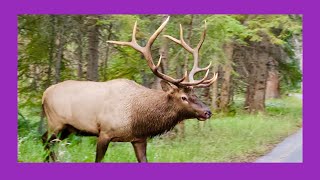 Bull Elk Chase and Bugle Banff 2024 [upl. by Alleb]