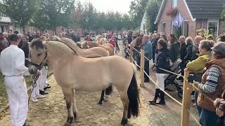 Paardenkeuring en warenmarkt tijdens Paardenmarkt Ameide 2024 [upl. by Corbett]