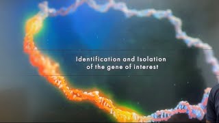 Process of Recombinant DNA Technology Step1 Isolation of DNA Biotechnology Principles amp Processes [upl. by Ailisab52]