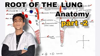 PART 2  ROOT OF THE LUNG Hindi Anatomy [upl. by Seek]