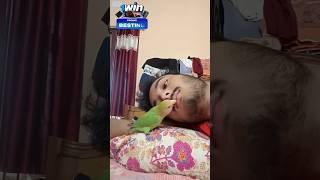 Mini vlogs with birds 🦜shotsvlogs shortsfeed birds tamebirds information lovebirds shorts [upl. by Nomelc930]